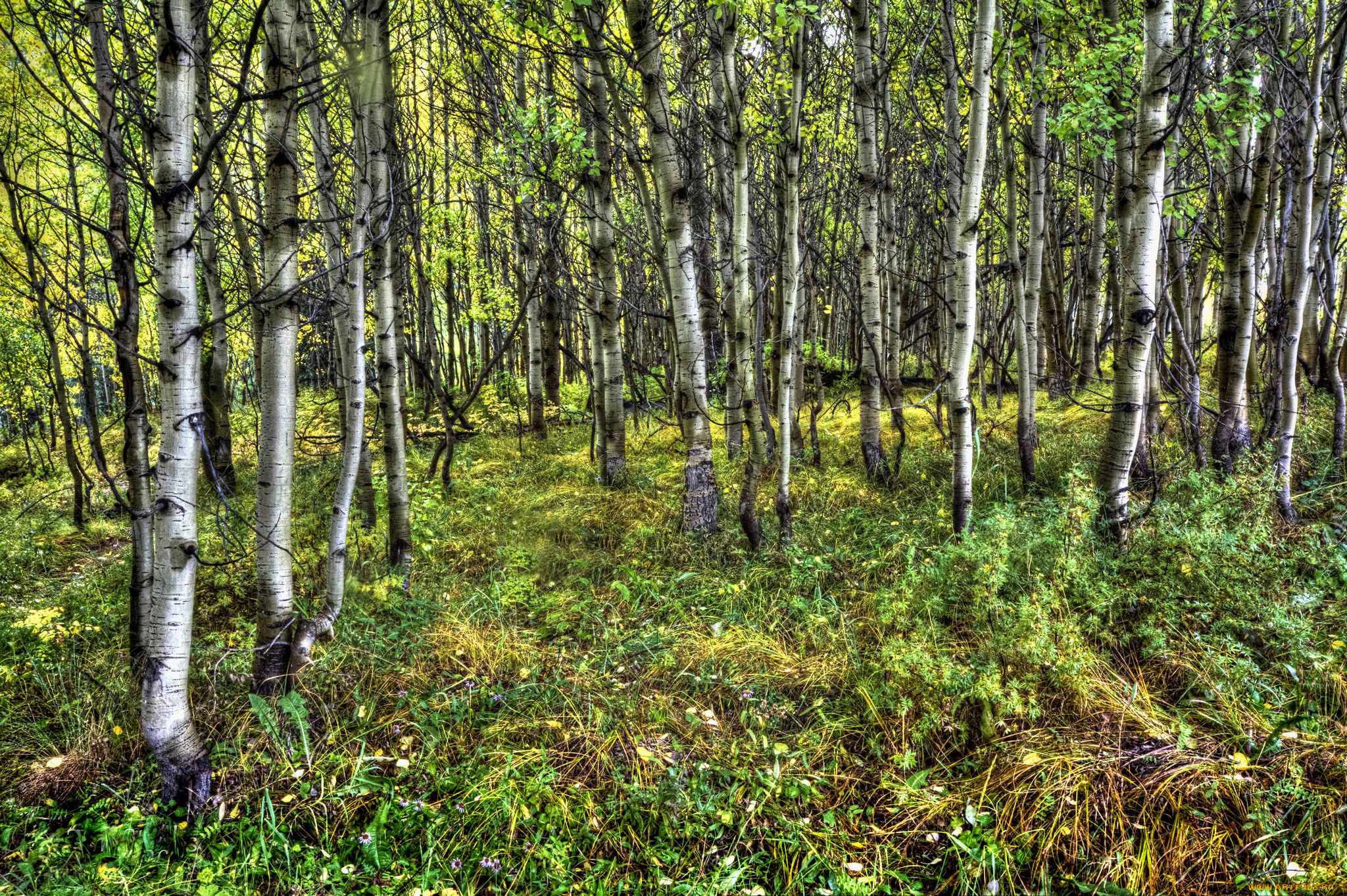 природа, лес, деревья, трава