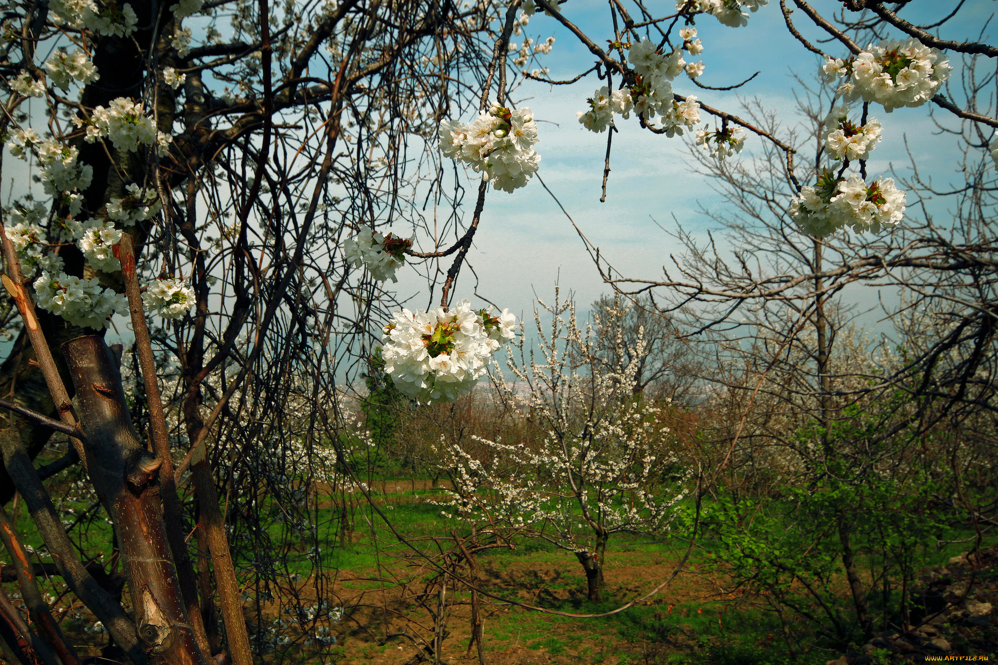 природа, деревья, цветы, сад