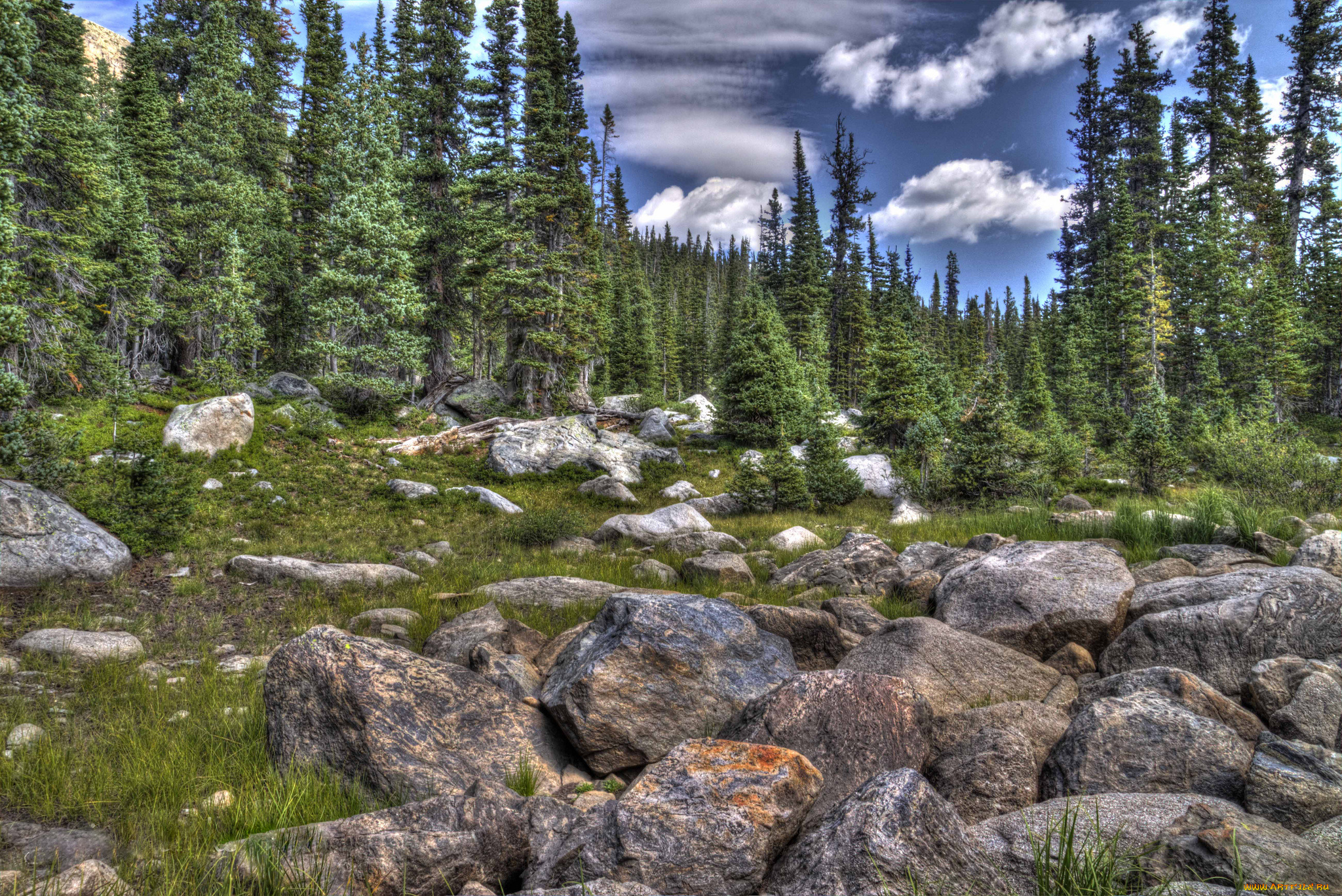 природа, лес, камни, ели, трава
