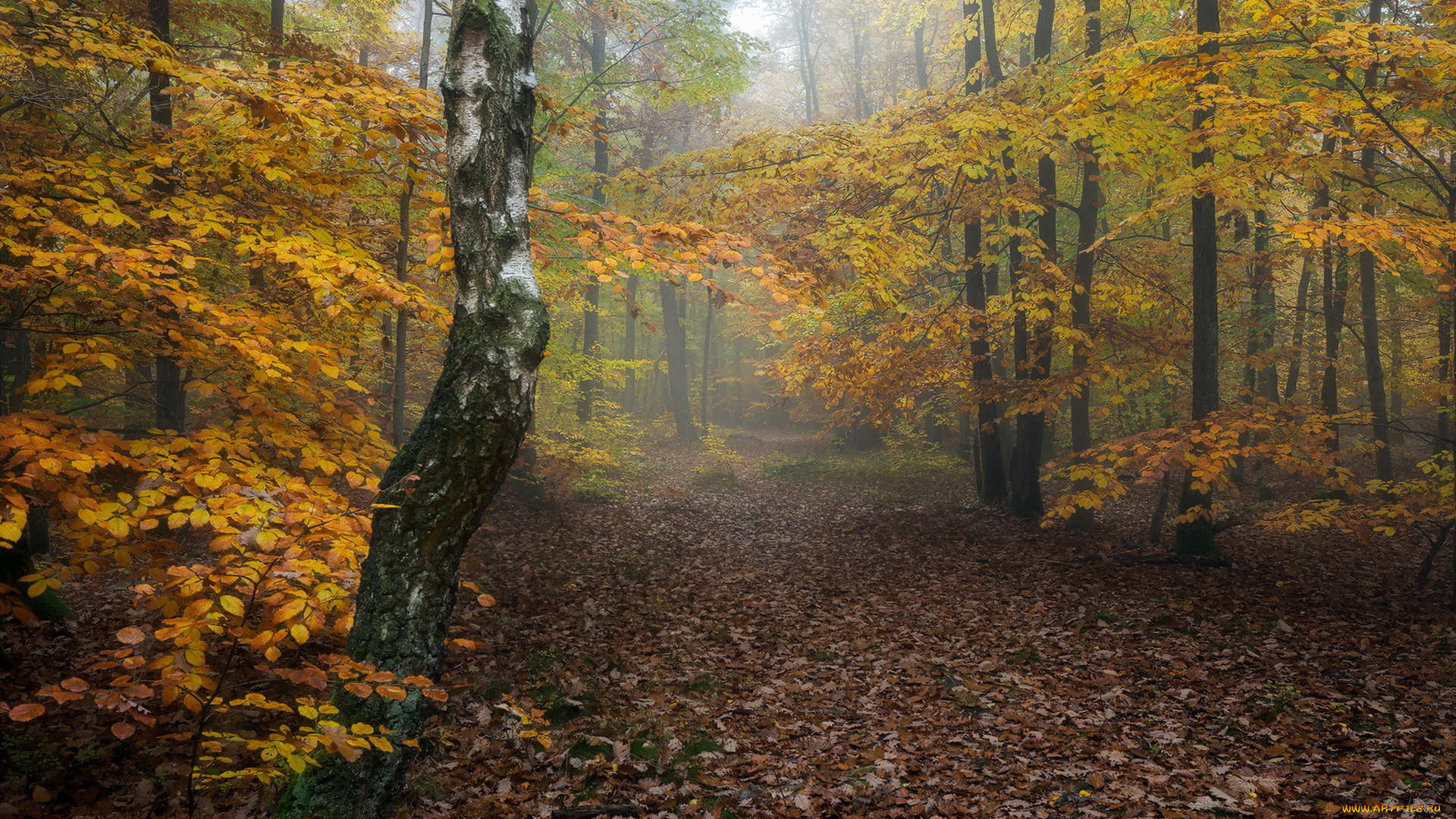 природа, дороги, дорога, осень, лес