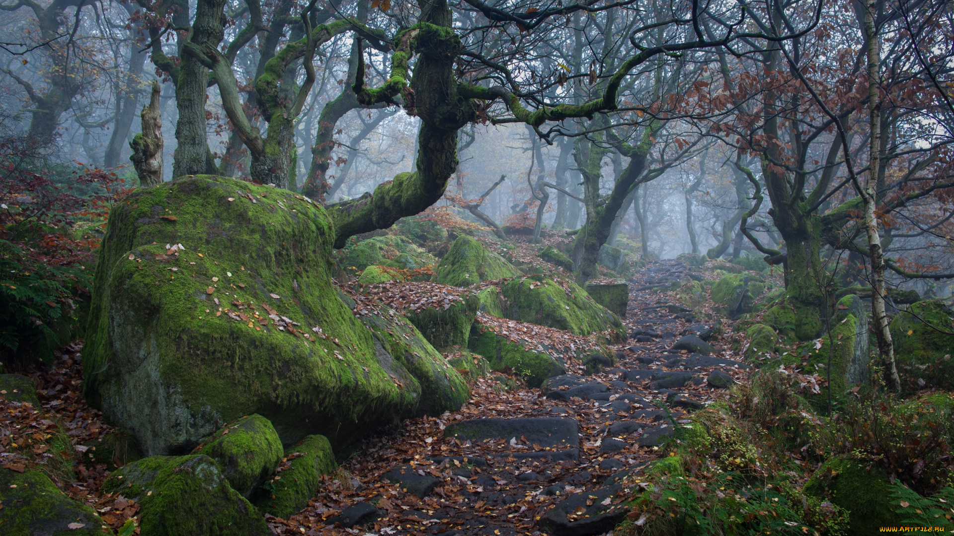 природа, дороги, осень, листья, деревья, камни, мох