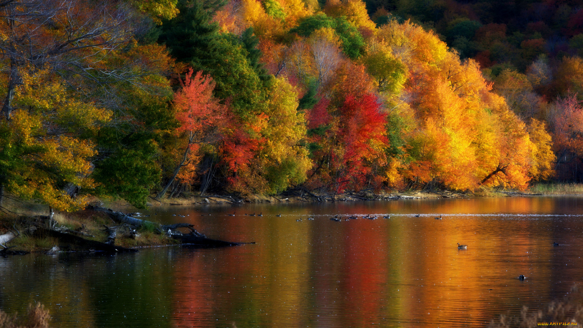 природа, реки, озера, утки, деревья, осень, время, года, пейзаж