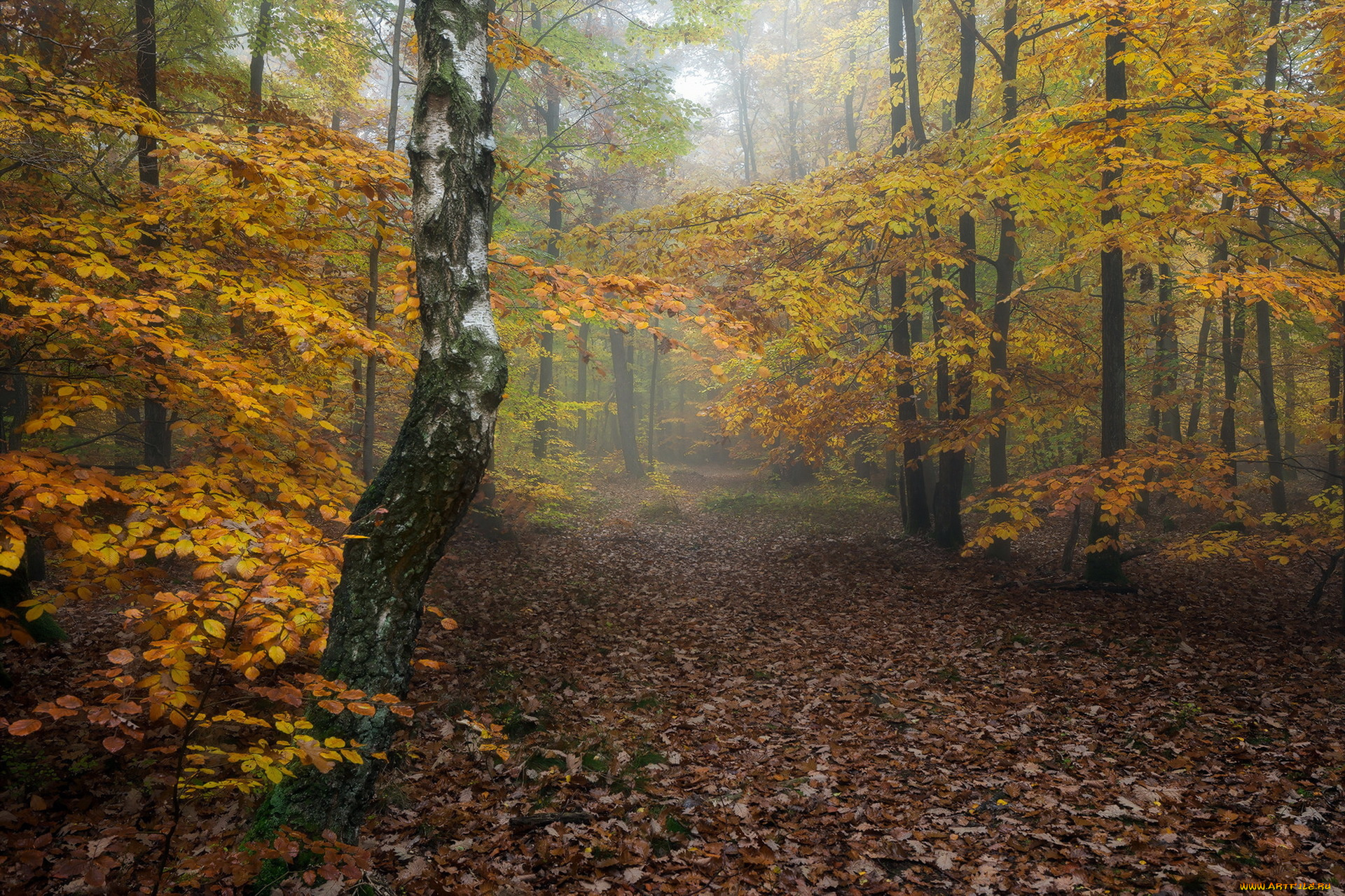 природа, дороги, дорога, осень, лес
