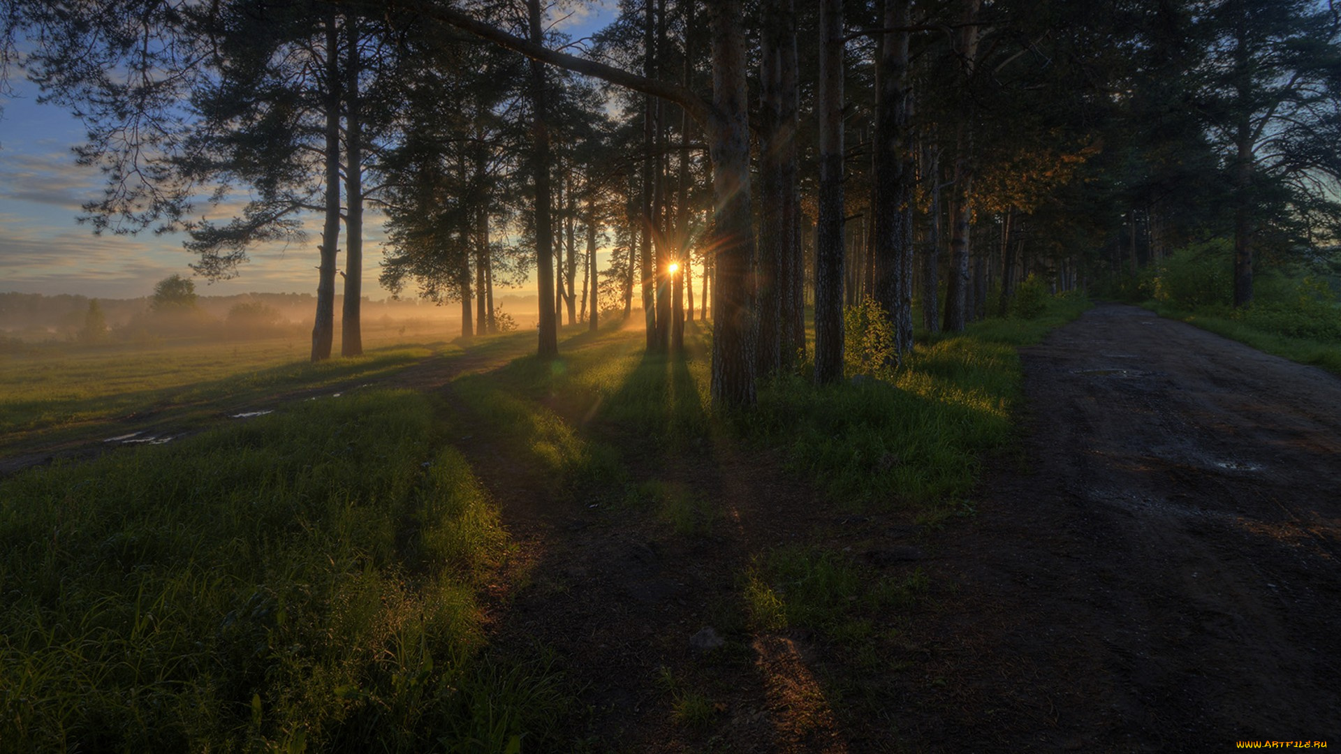 природа, лес, простор