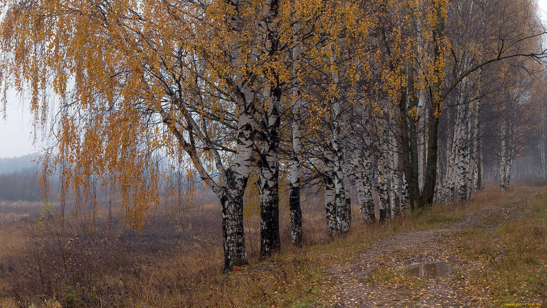 природа, лес, простор