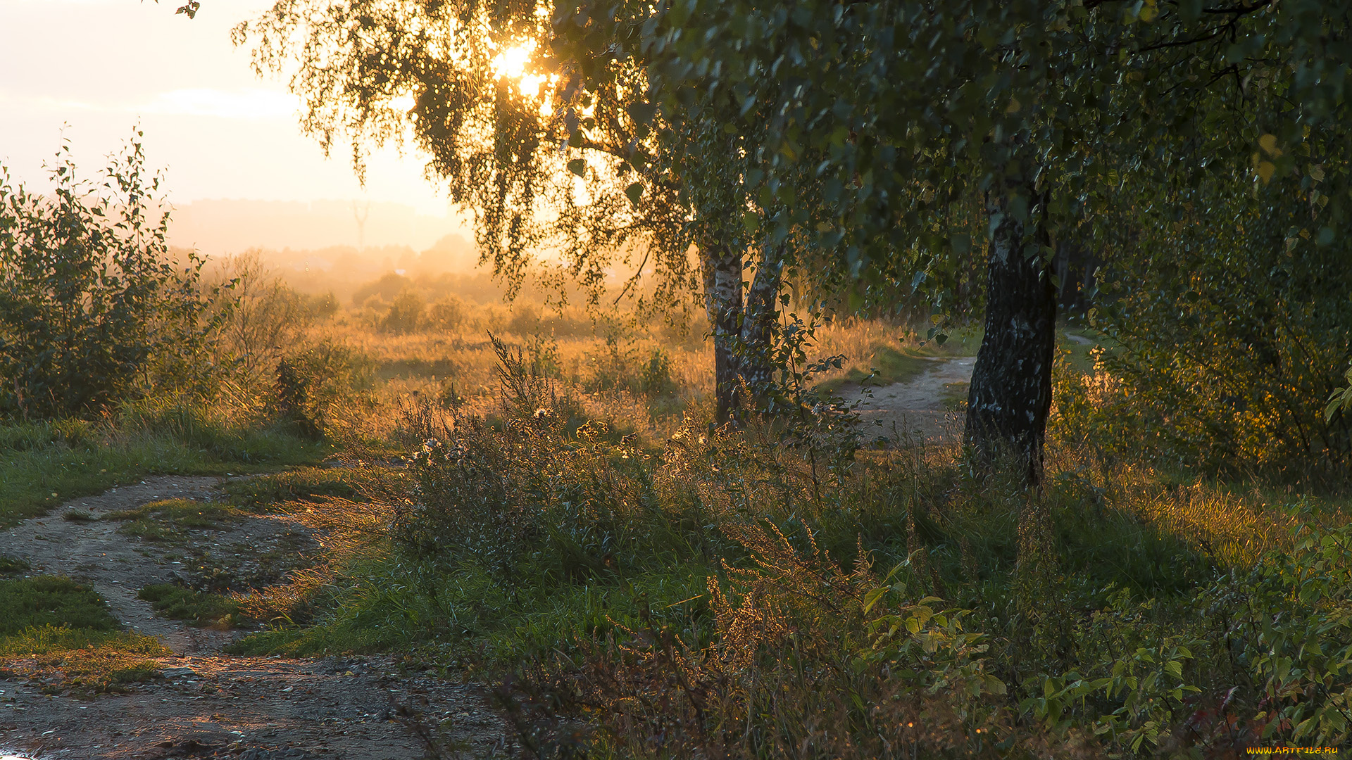 природа, лес, простор