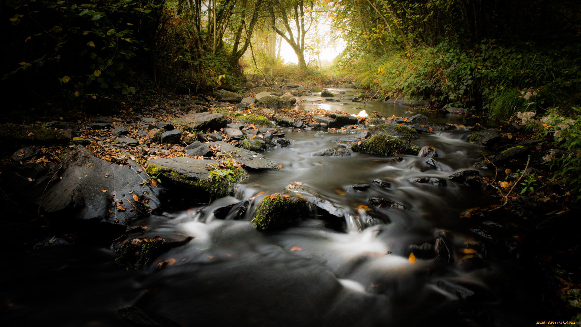 природа, реки, озера, река, туман, лес