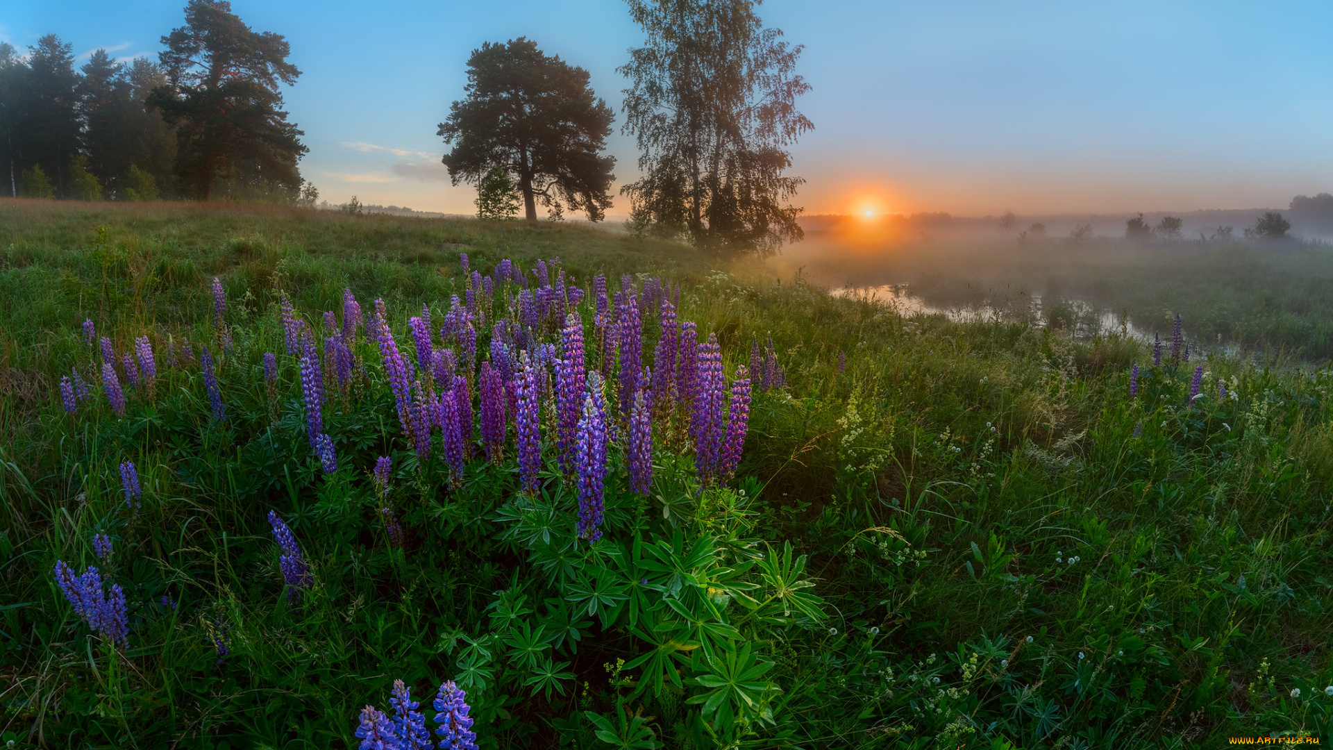 природа, луга, простор