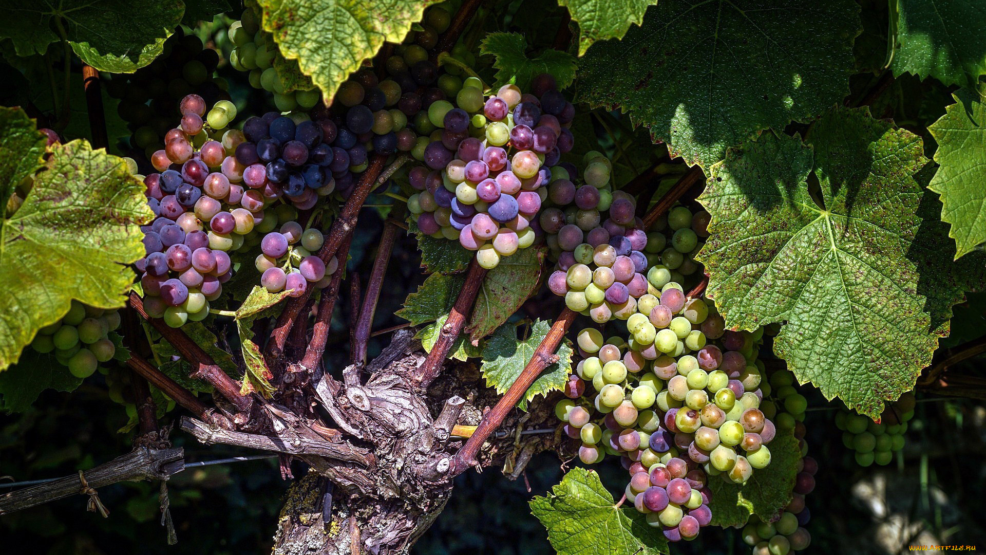 природа, ягоды, , виноград, виноград