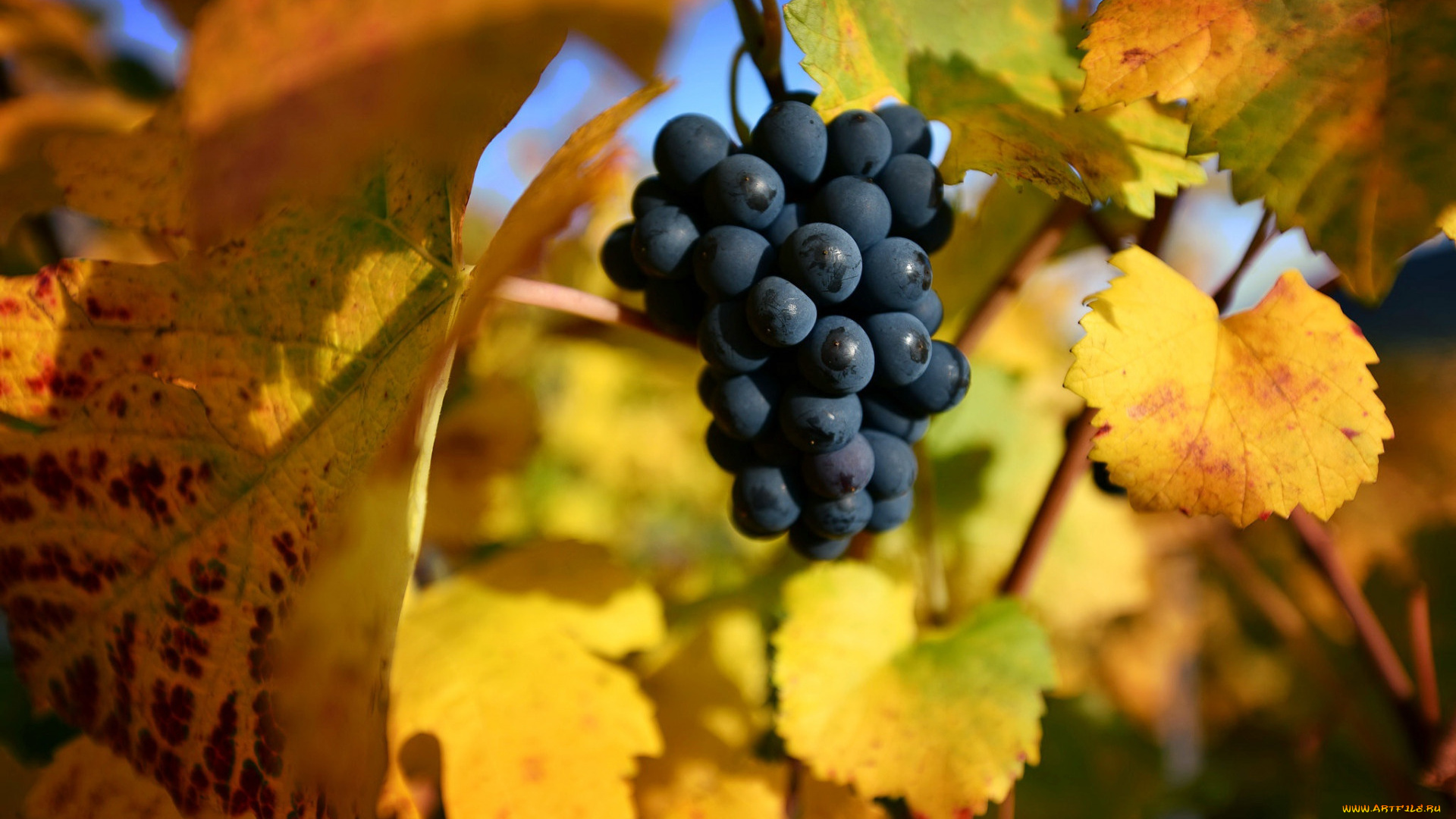 природа, ягоды, , виноград, виноград