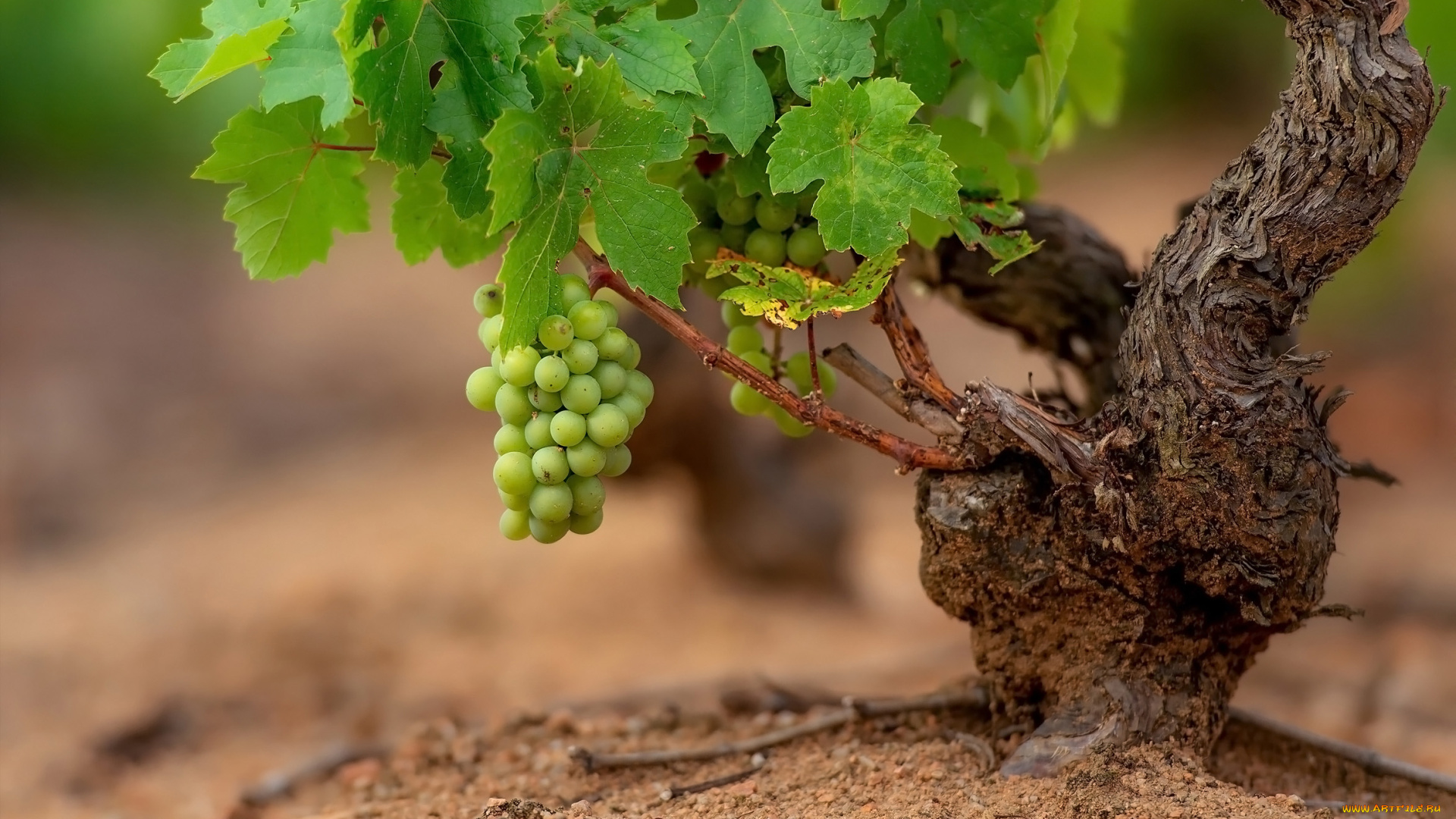 природа, ягоды, , виноград, виноград