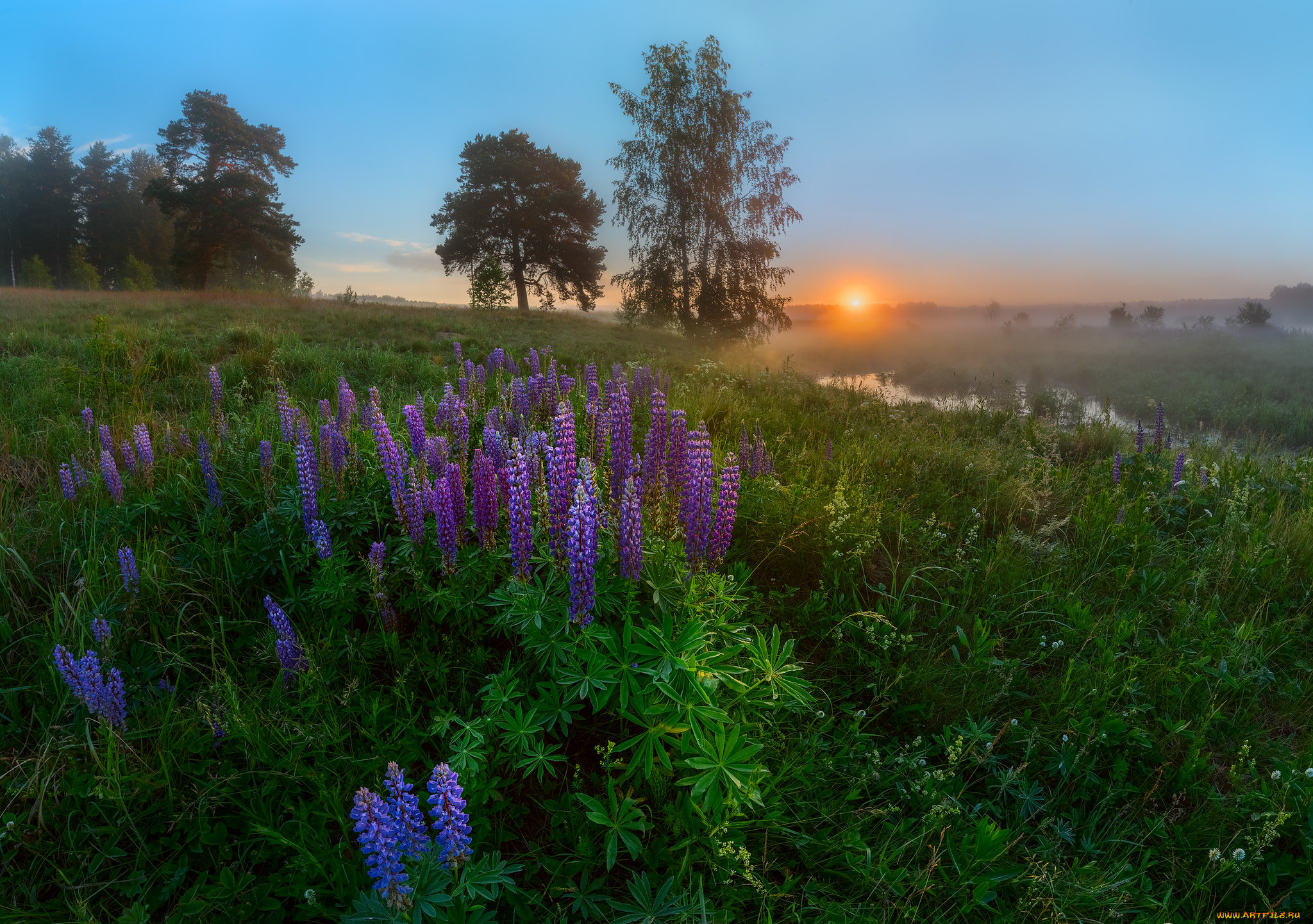 природа, луга, простор