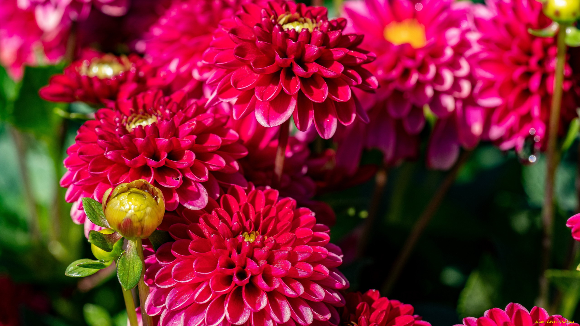 цветы, георгины, розовый