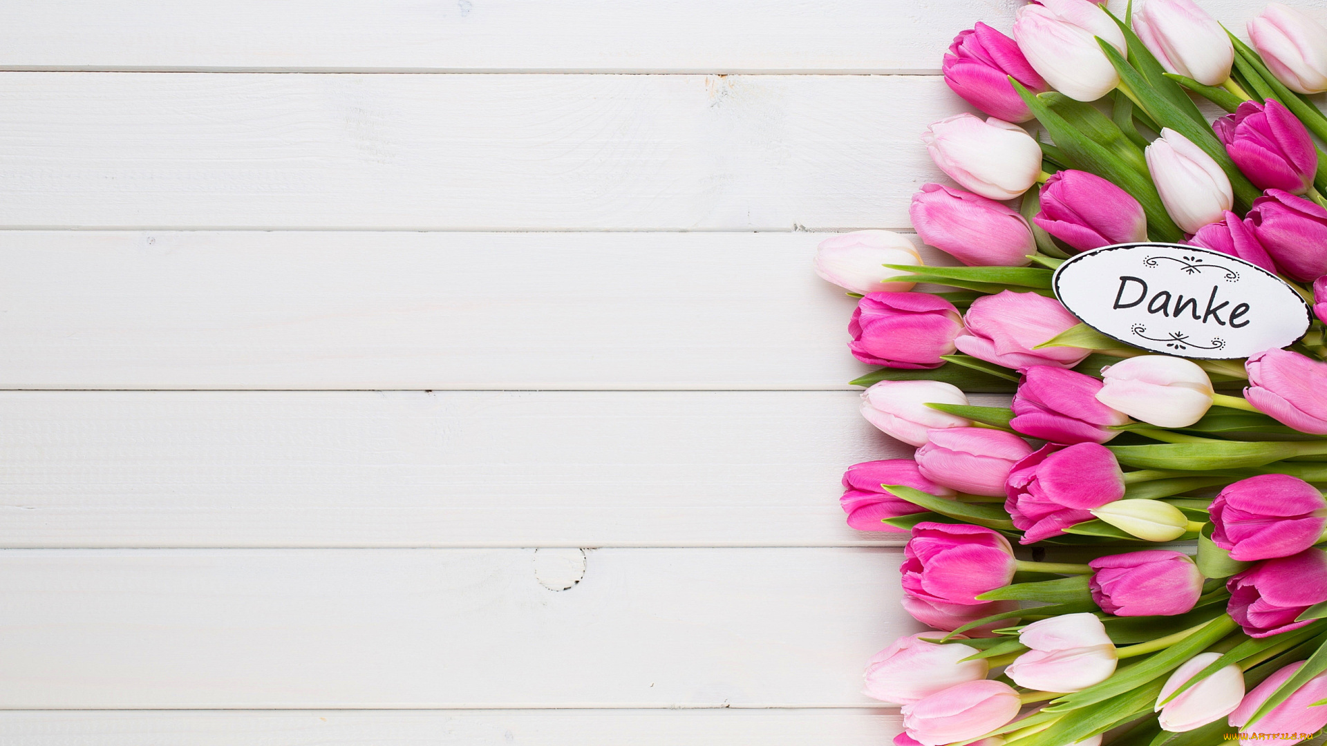 цветы, тюльпаны, розовые, бутоны