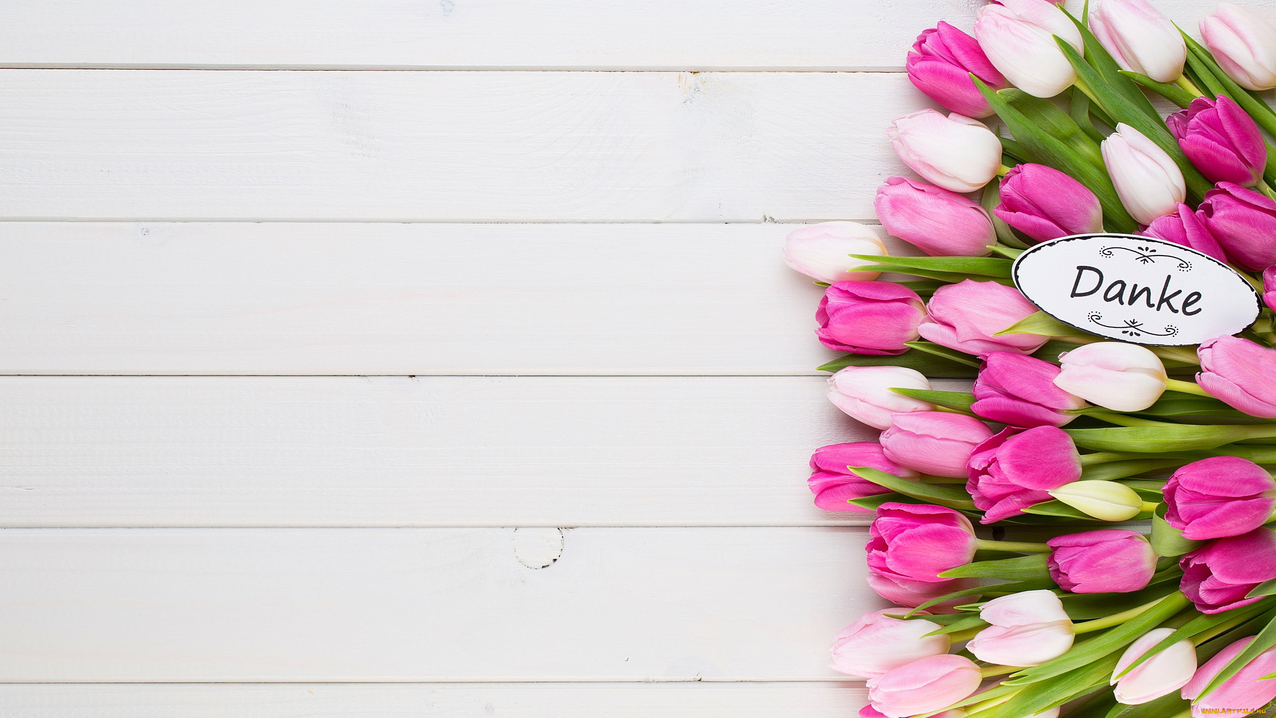 цветы, тюльпаны, розовые, бутоны