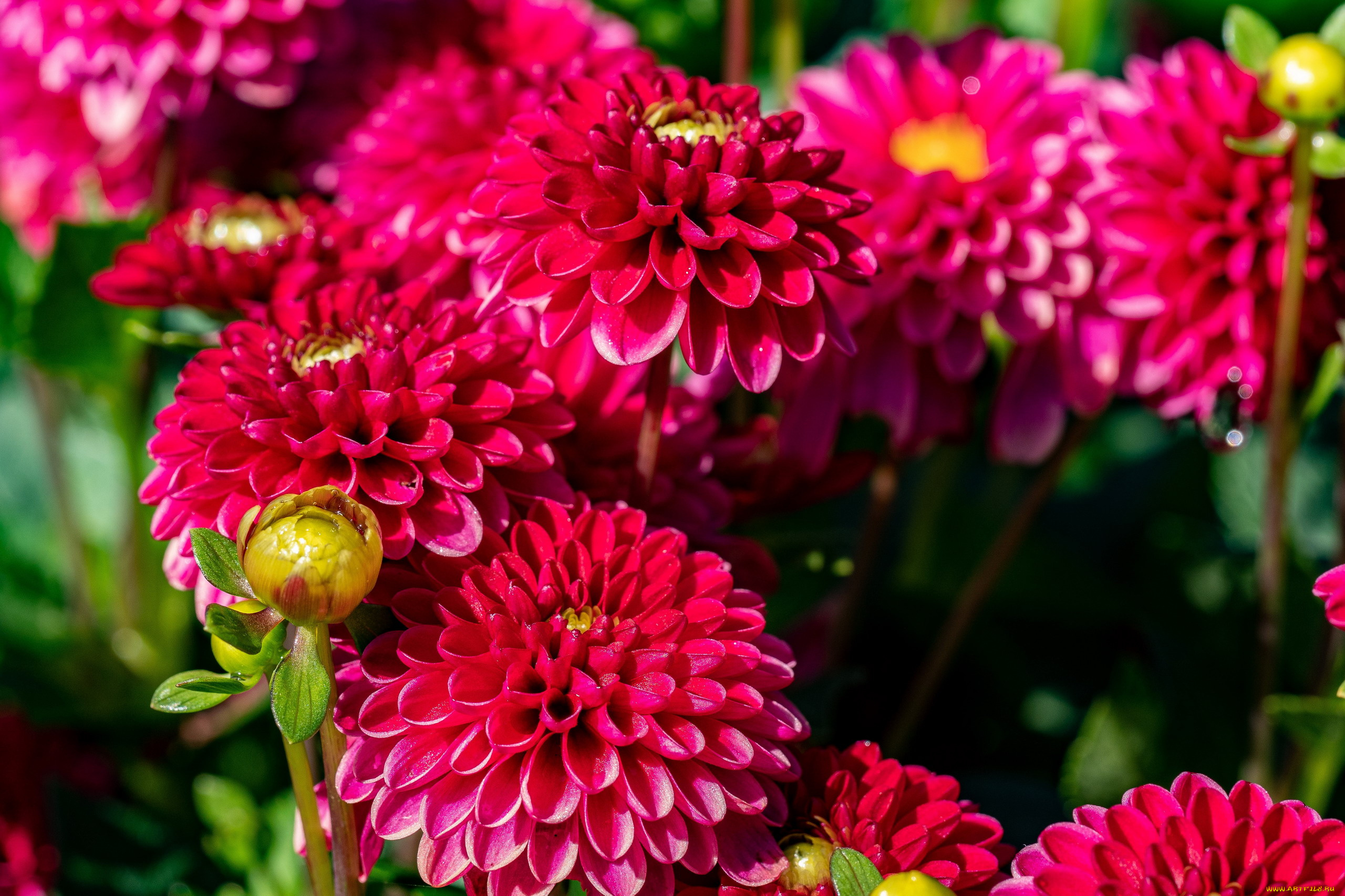 цветы, георгины, розовый