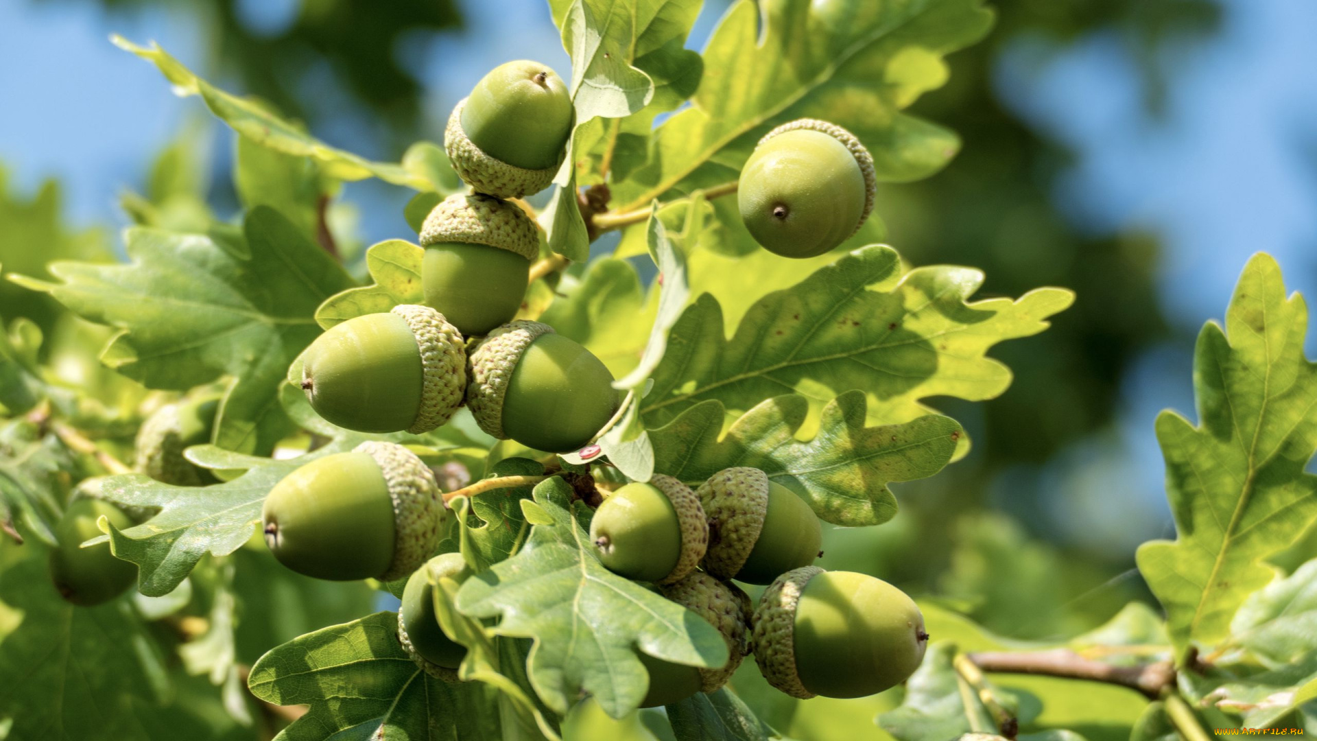 природа, шишки, , жёлуди, , каштаны, желуди