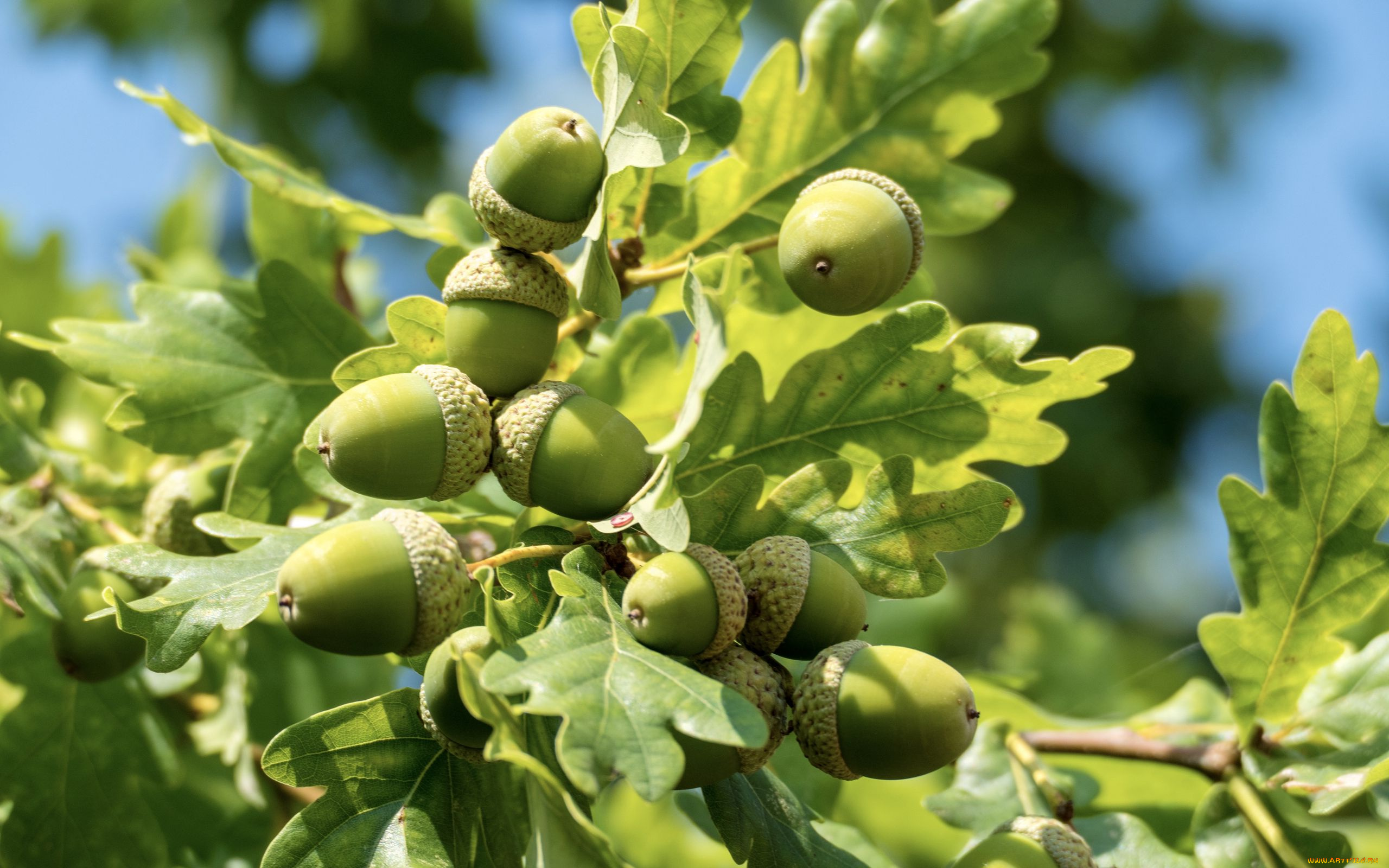 природа, шишки, , жёлуди, , каштаны, желуди