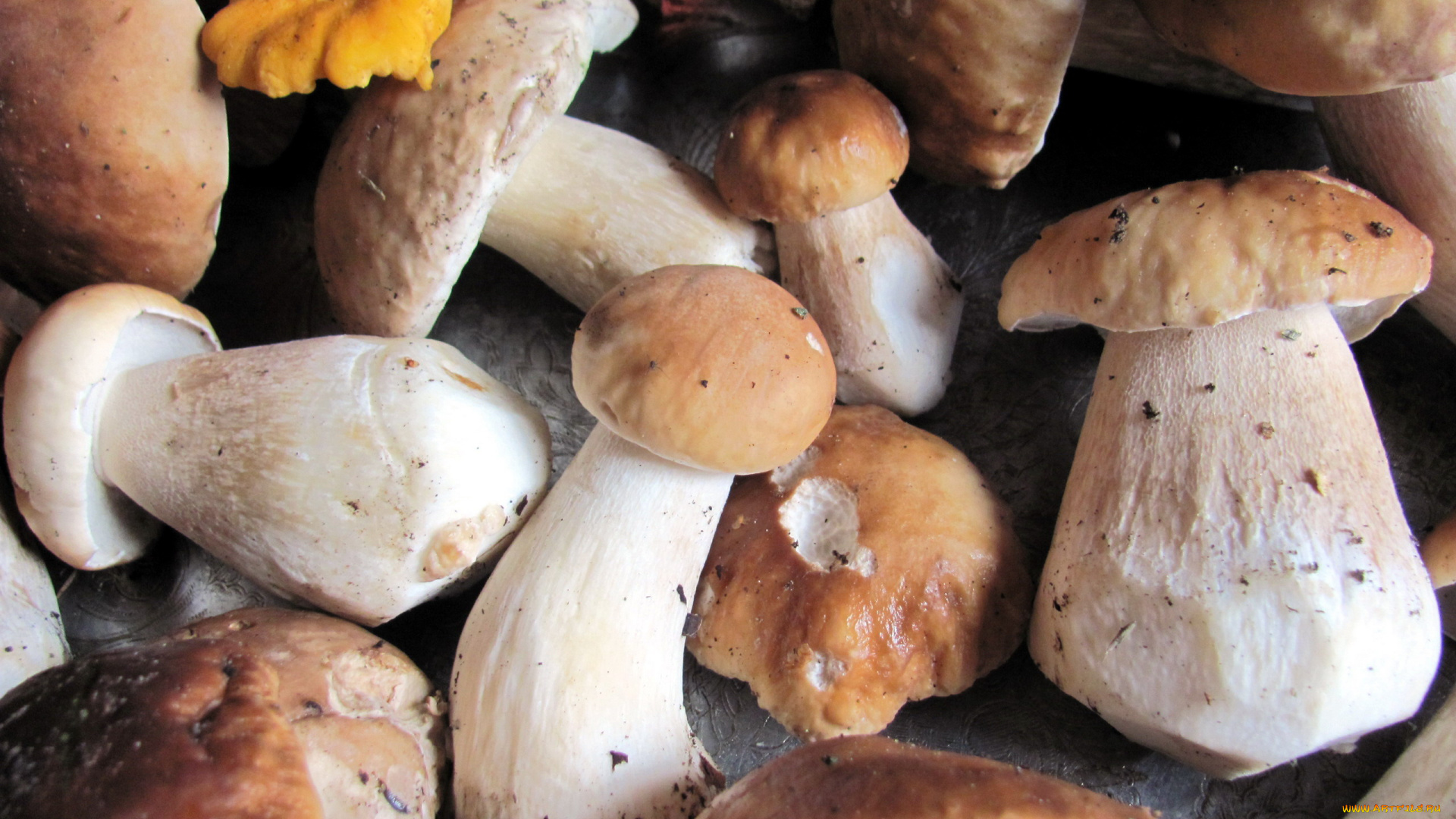 еда, грибы, , грибные, блюда, свежие, лесные, боровики