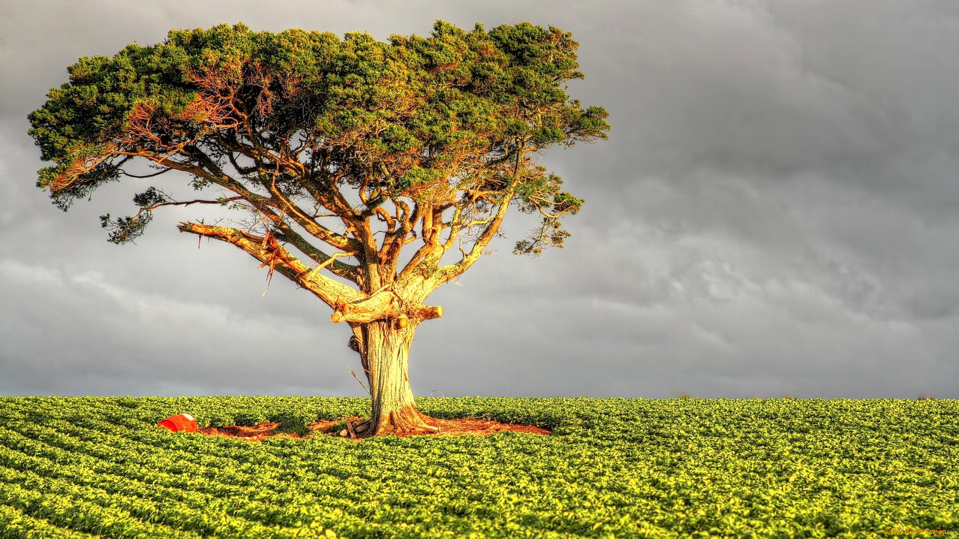 природа, деревья, дерево, поле