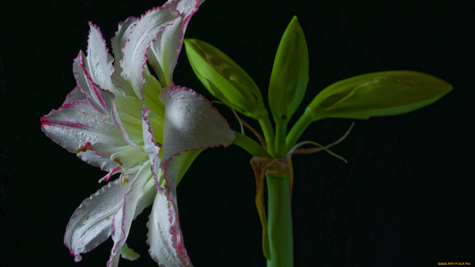 цветы, амариллисы, , гиппеаструмы