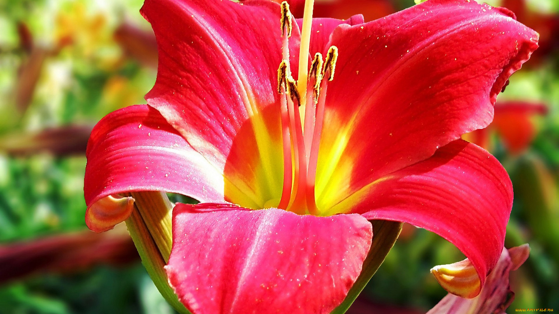 цветы, лилии, , лилейники, цветок