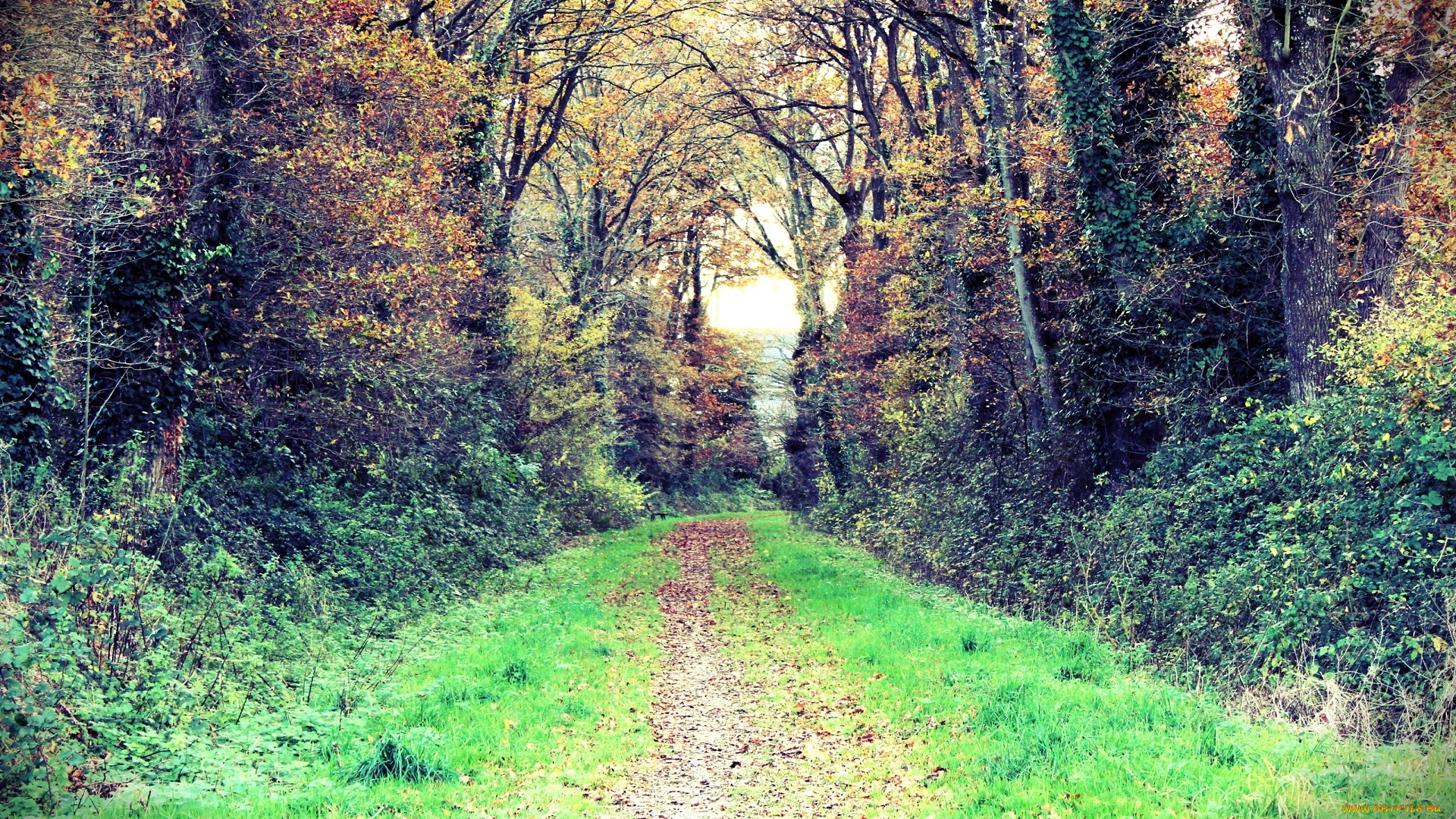 природа, дороги, лес, осень, дорога