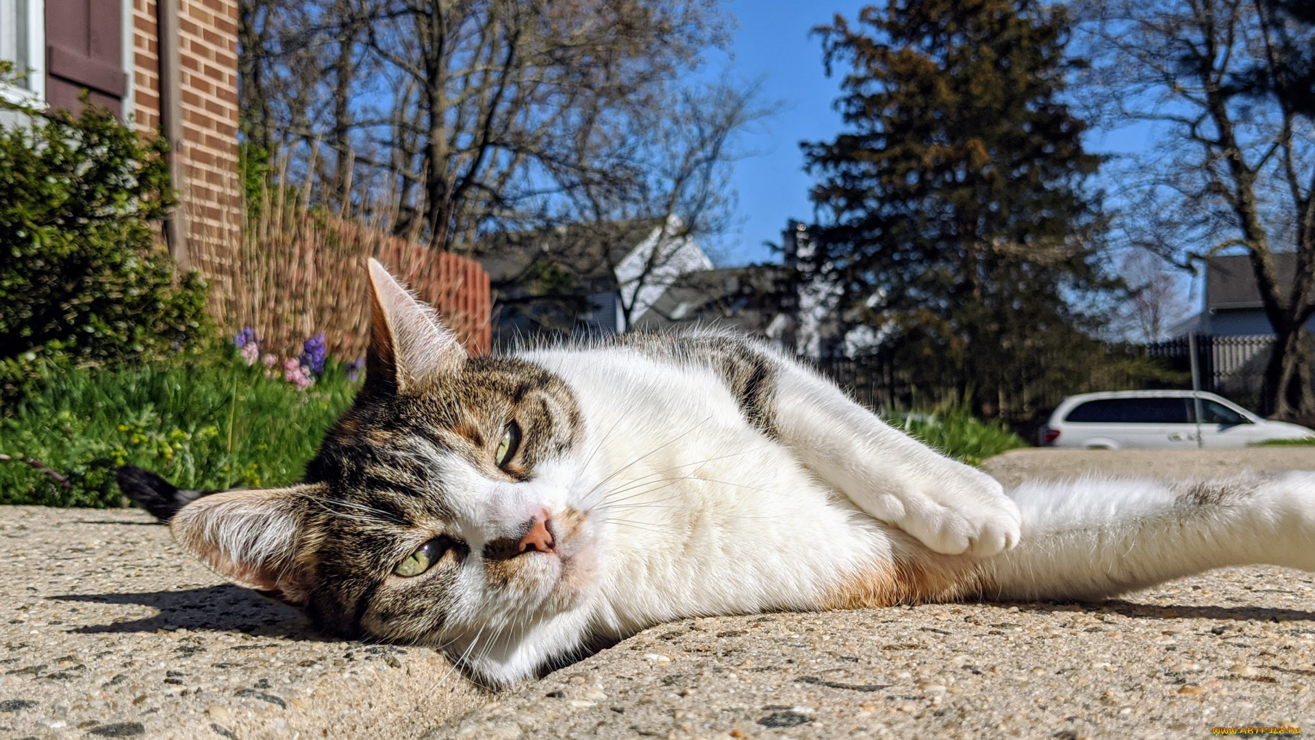 животные, коты, кот, кошка