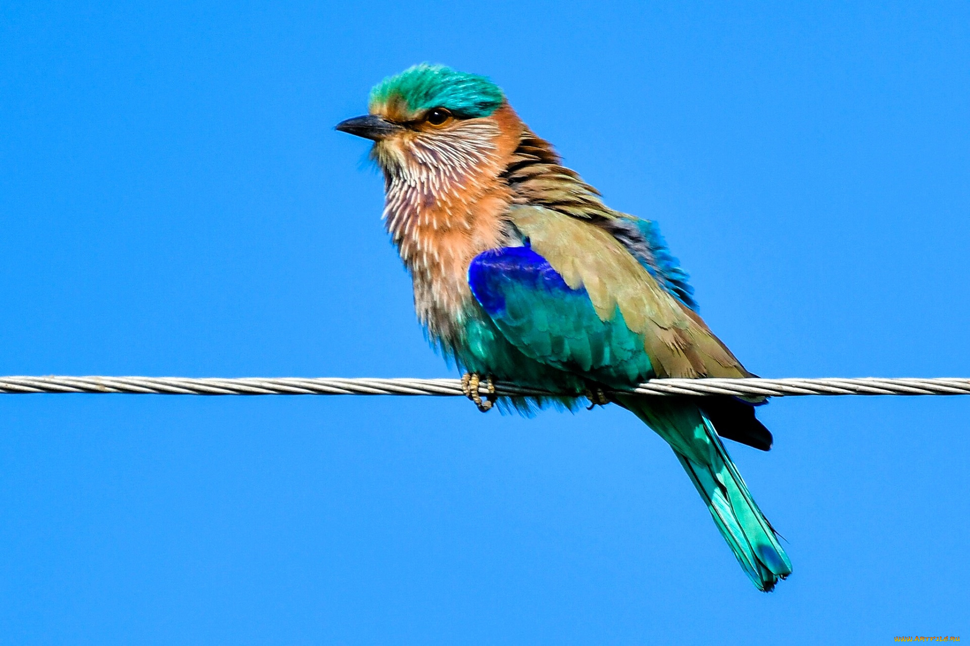 животные, сизоворонки, , ракши, птица, провод