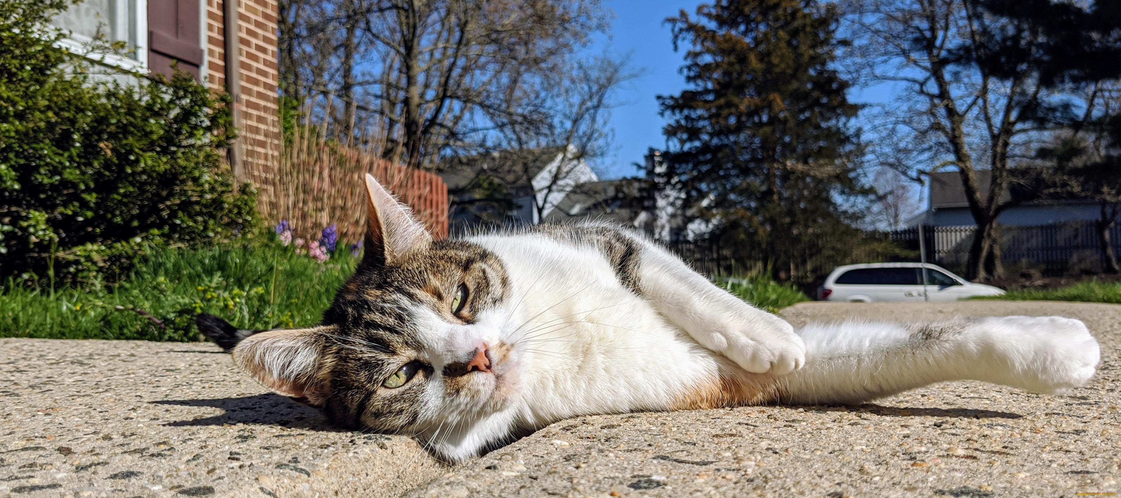 животные, коты, кот, кошка