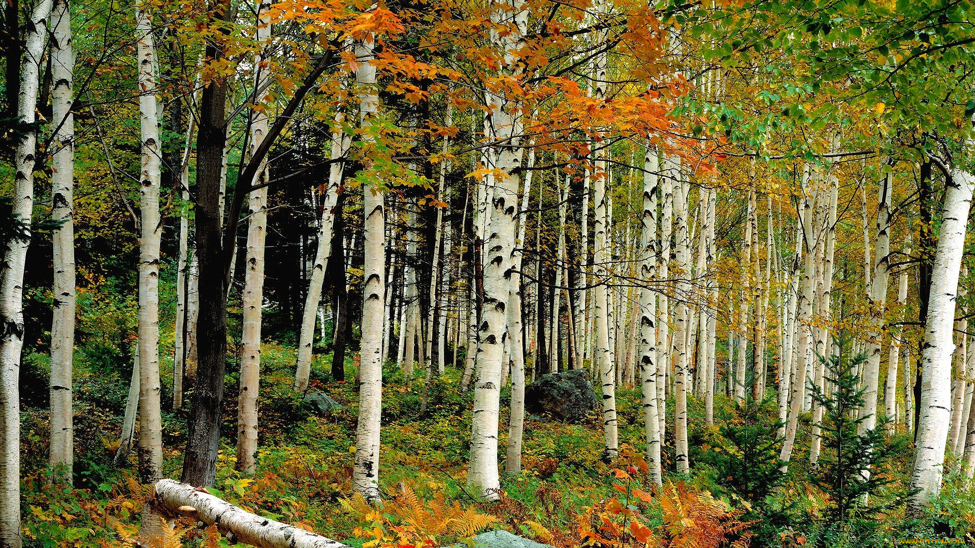 природа, лес, березы, деревья, осень