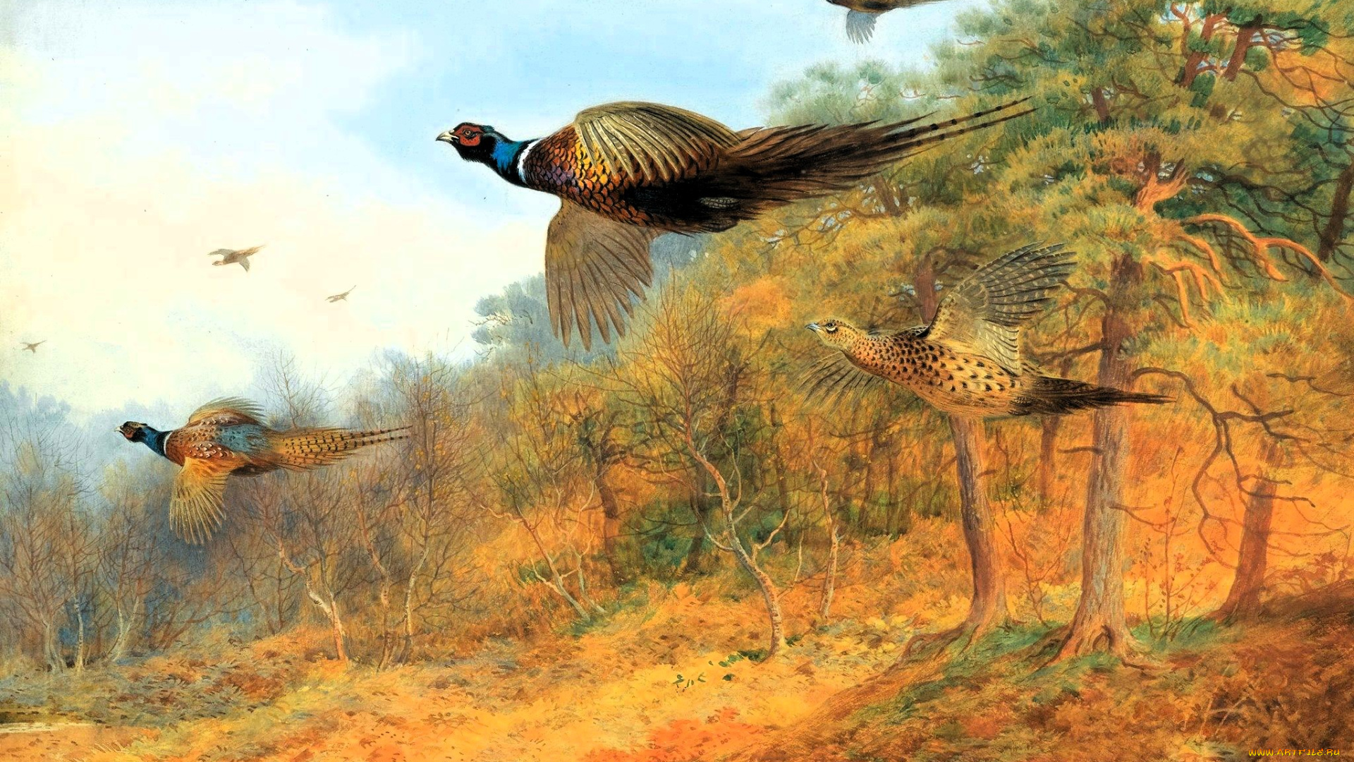 рисованное, archibald, thorburn, фазаны, стая, полет, деревья, осень