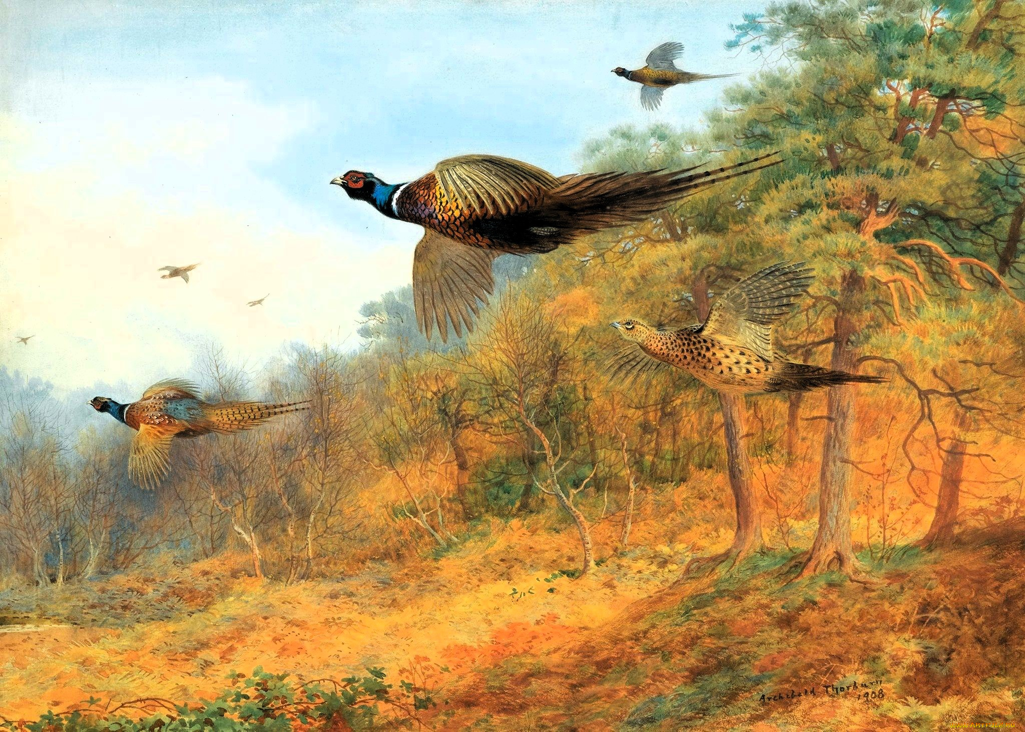 рисованное, archibald, thorburn, фазаны, стая, полет, деревья, осень