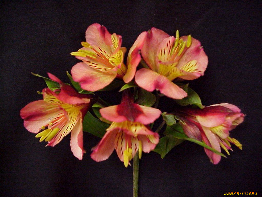 цветы, альстромерия