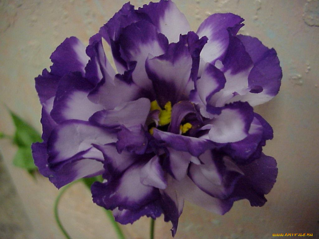 цветы, эустома