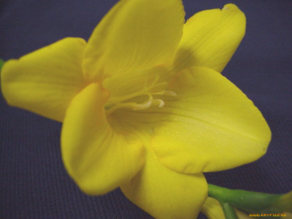 цветы, фрезия