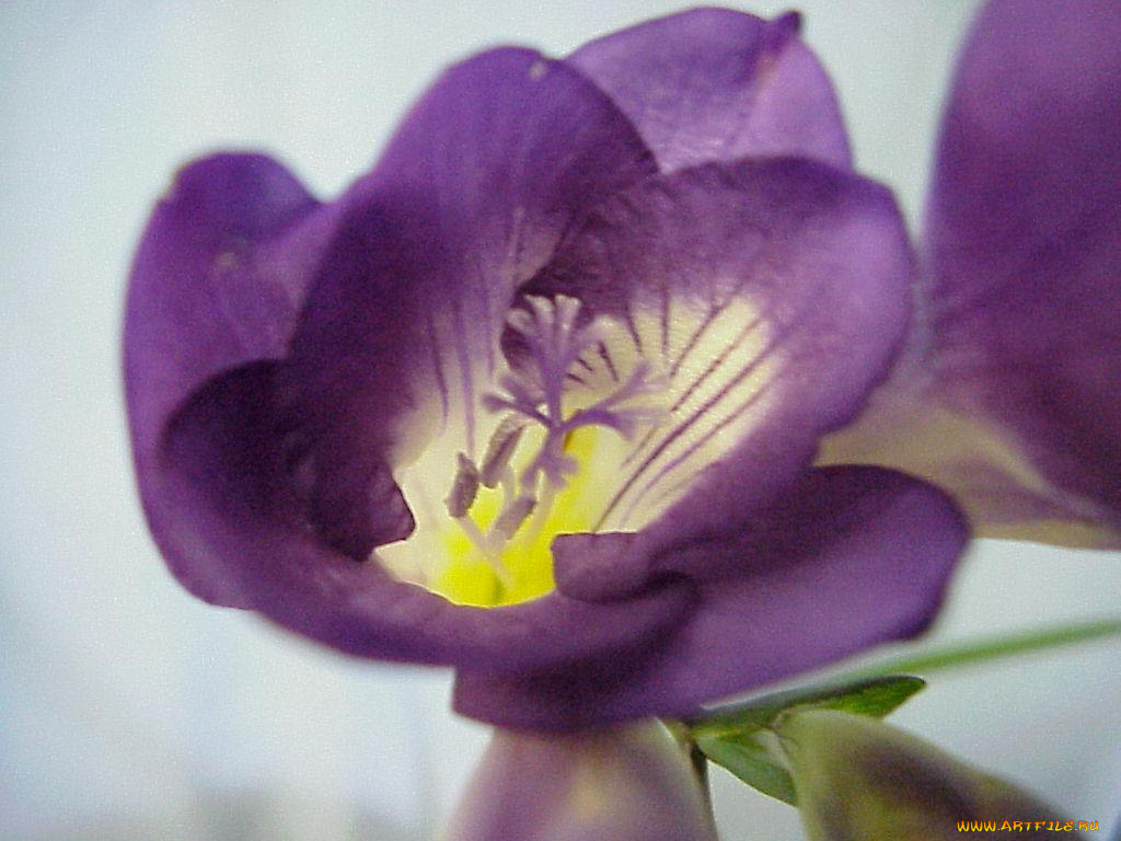 цветы, фрезия