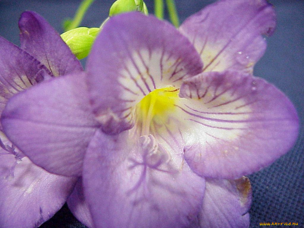 цветы, фрезия