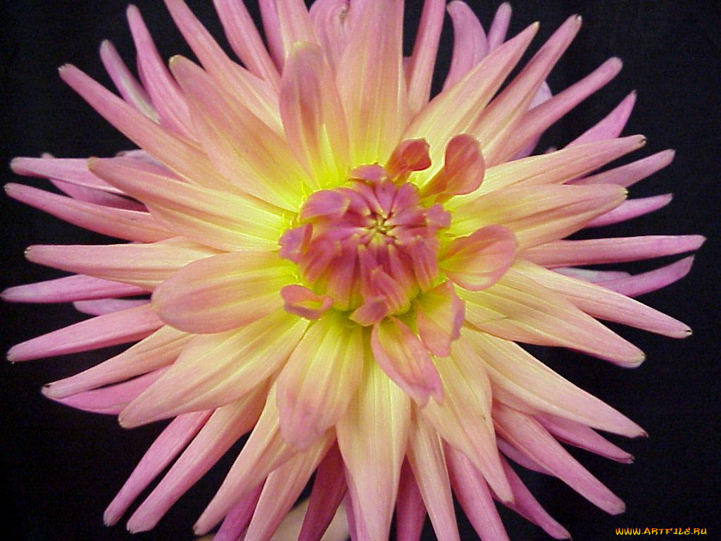 цветы, георгины