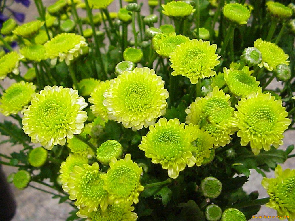 цветы, хризантемы