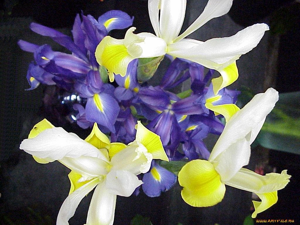цветы, ирисы