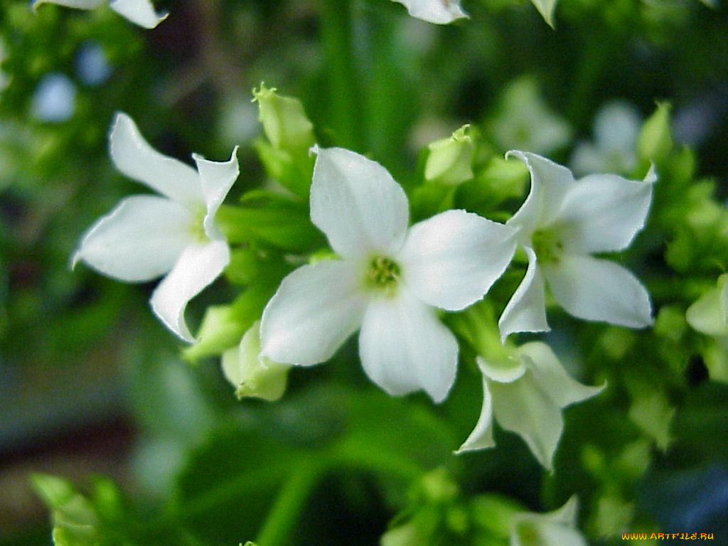 цветы, каланхоэ