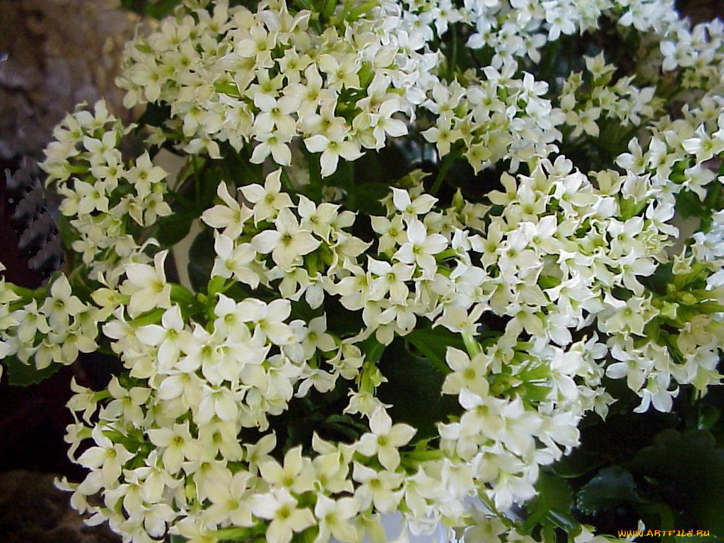 цветы, каланхоэ