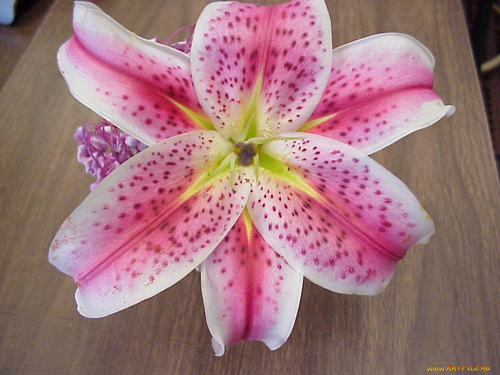 цветы, лилии, лилейники