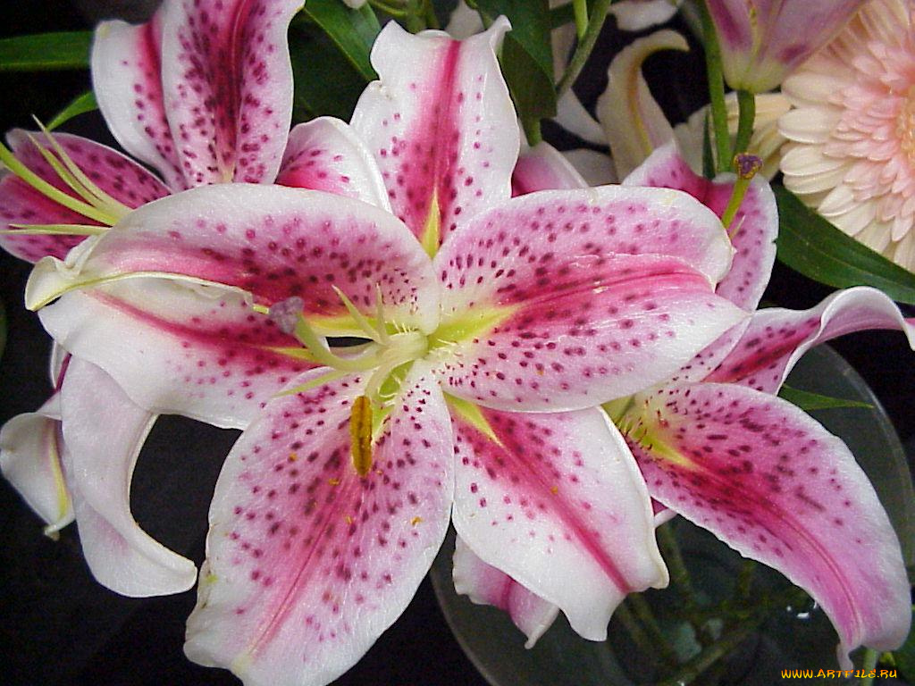 цветы, лилии, лилейники