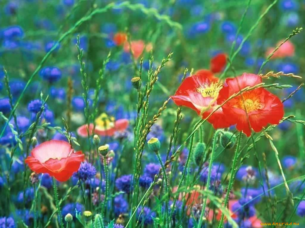 цветы, луговые, полевые