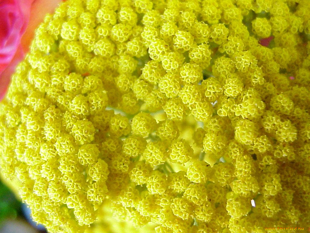 цветы, луговые, полевые