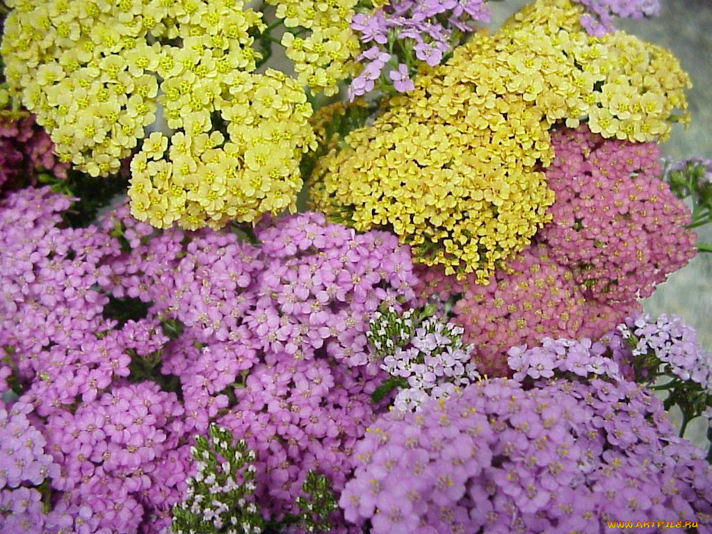 цветы, луговые, полевые