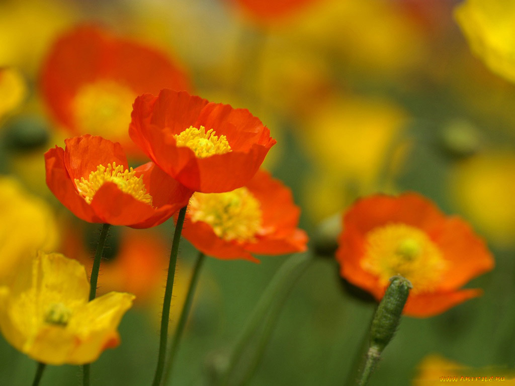 цветы, маки