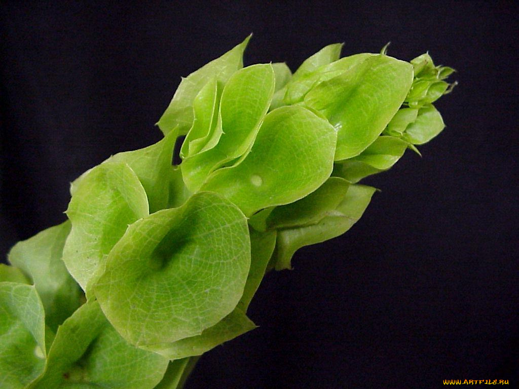 цветы, молочай